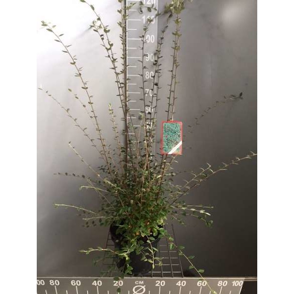 Picture of Cotoneaster franchetti