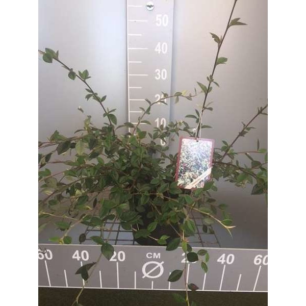 Picture of COTONEASTER LACTEUS