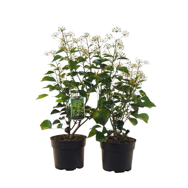 Picture of HEDERA HELIX ARBORESCENS