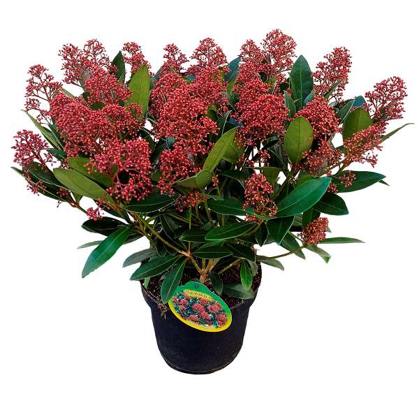 Picture of Skimmia japonica rubella