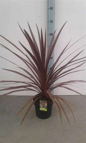 Picture of CORDYLINE AUSTRALIS RED STAR