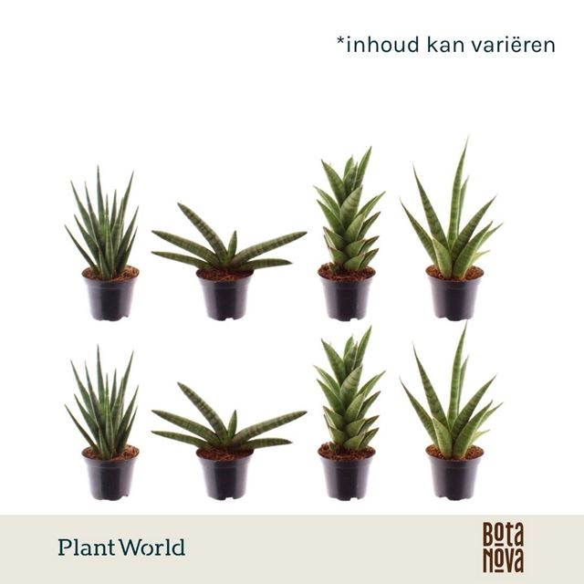 Picture of Sansevieria trifasciata dwarf mix