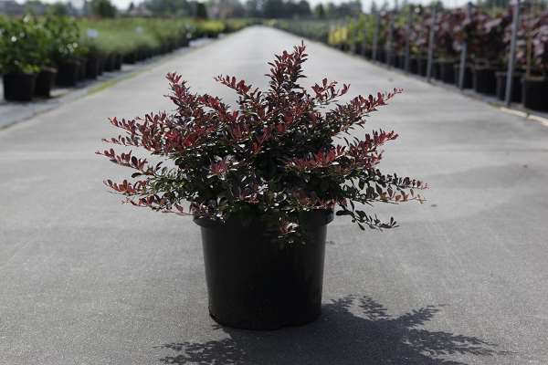 Picture of Berberis thunbergii cabernet