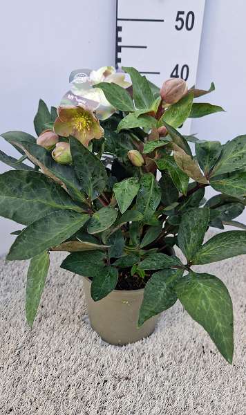 Picture of HELLEBORUS X ERICSMITHII VIV VALERIA