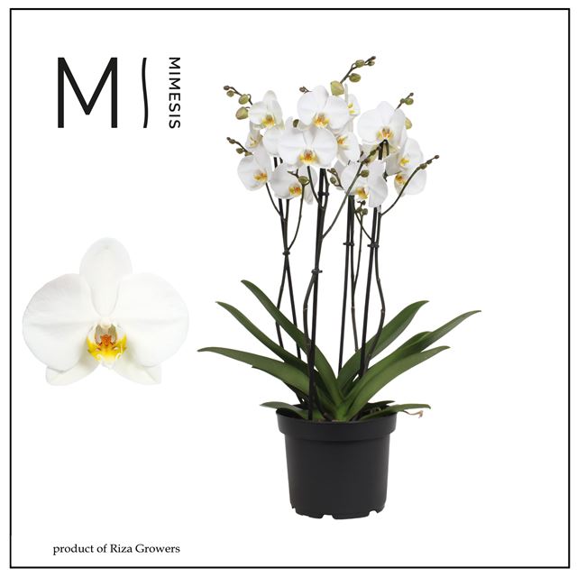 Picture of Phalaenopsis 04-stem marvellous london