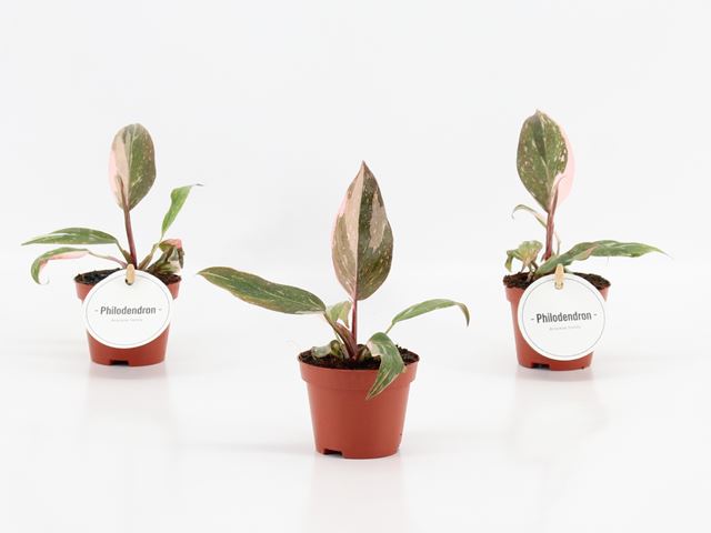 Picture of PHILODENDRON PINK PRINCESS