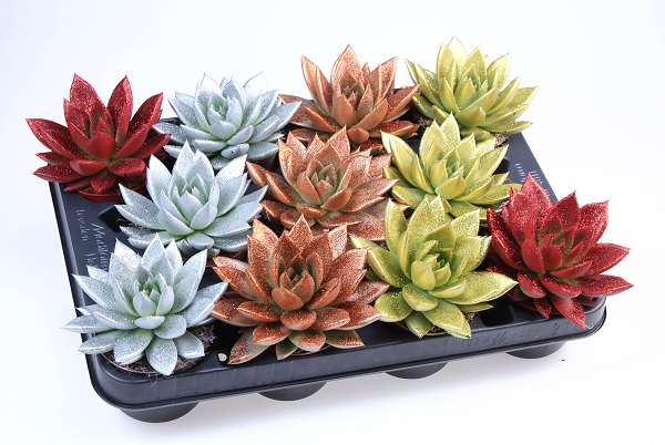 Picture of Echeveria miranda diyed + glitter mix