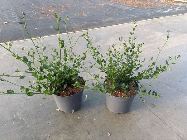 Picture of Ceanothus impressus victoria