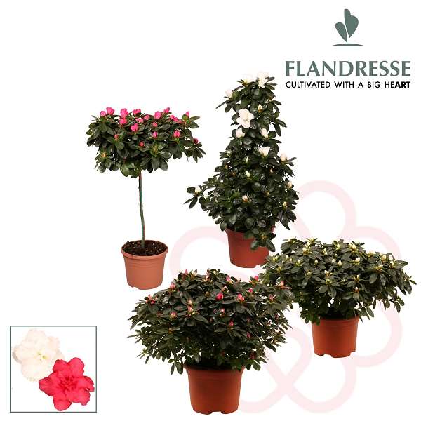 Picture of AZALEA FLANDRESSE CHRISTMAS BOX