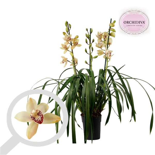 Picture of Cymbidium 03/04-stem creme