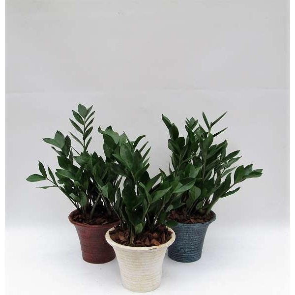 Picture of ZAMIOCULCAS ZAMIIFLORA IN CERAMIC