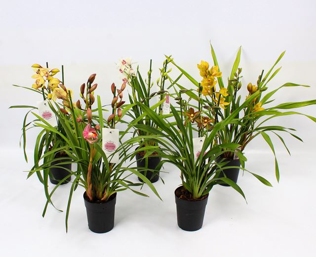 Picture of CYMBIDIUM 03/04-STEM PICOBELLO MIX