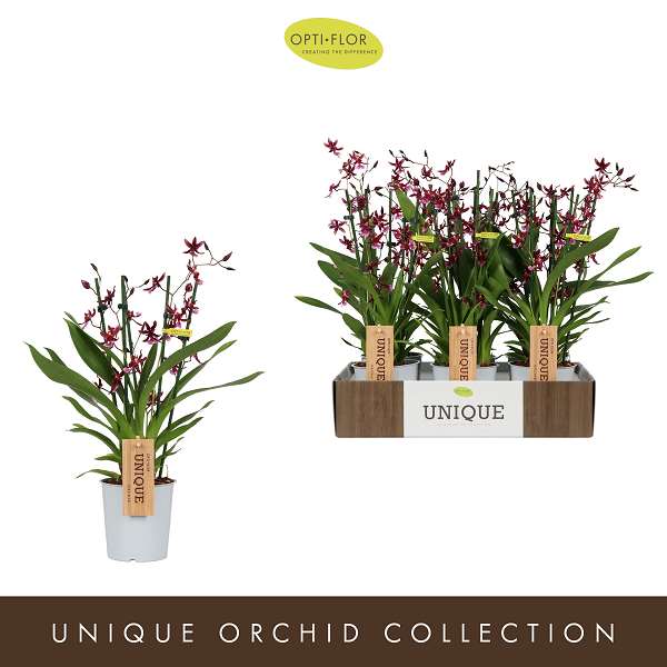 Picture of Oncidium 03-stem katarina zoch (scented)