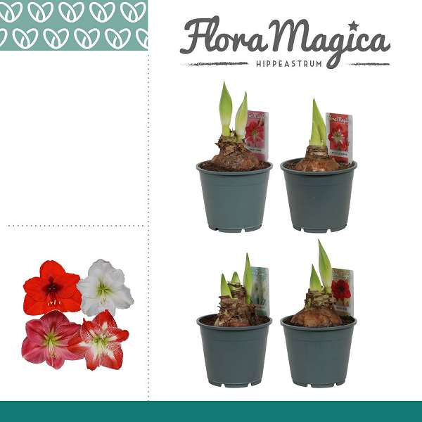 Picture of Hippeastrum (amaryllis) 02-fl mix