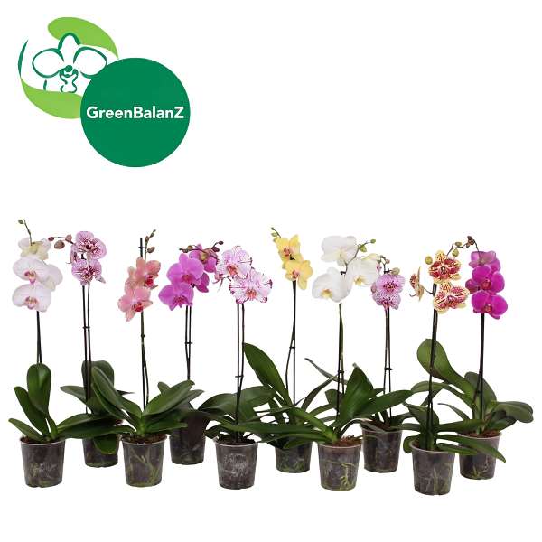 Picture of Phalaenopsis 01-stem mix
