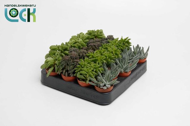 Picture of PEPEROMIA MIX