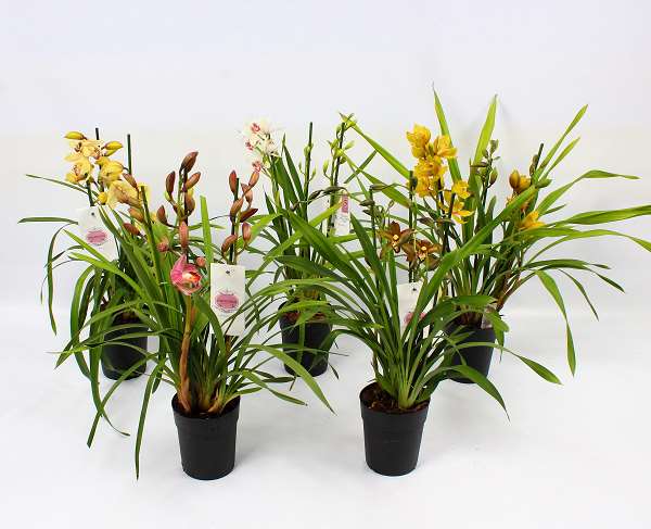 Picture of CYMBIDIUM 3/4-STEM PICOBELLO MIX