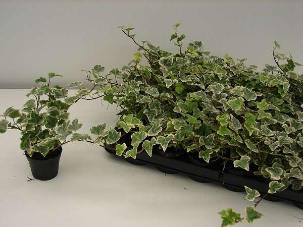 Picture of HEDERA HELIX MINI MIX