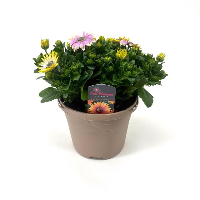 Picture of Osteospermum senorita rosita