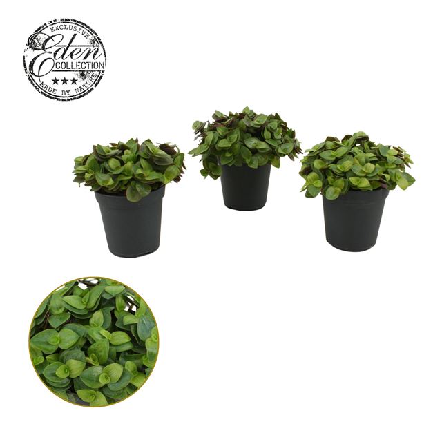 Picture of Callisia repens turtle