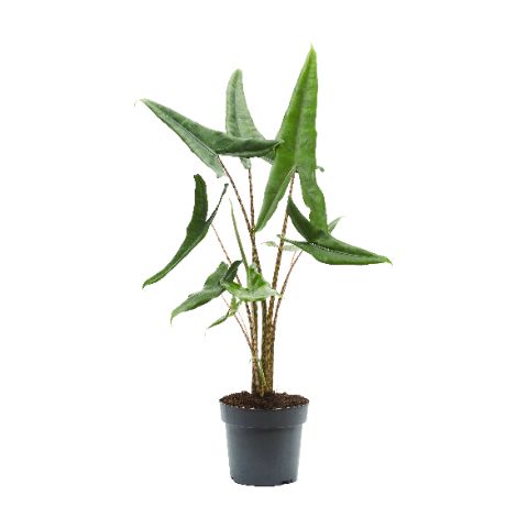 Picture of ALOCASIA TIGRINI 