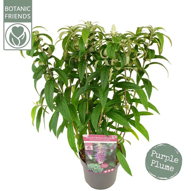 Picture of ROSTRINUCULA DEPENDENS
