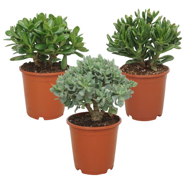 Picture of CRASSULA MIX 