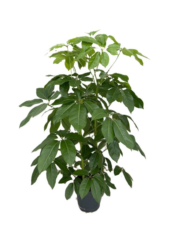Picture of Schefflera actinophylla 03pp amate