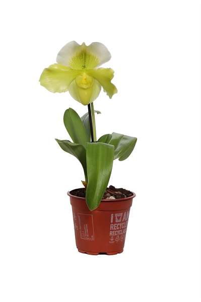 Picture of PAPHIOPEDILUM 01-STEM USA JAUNE