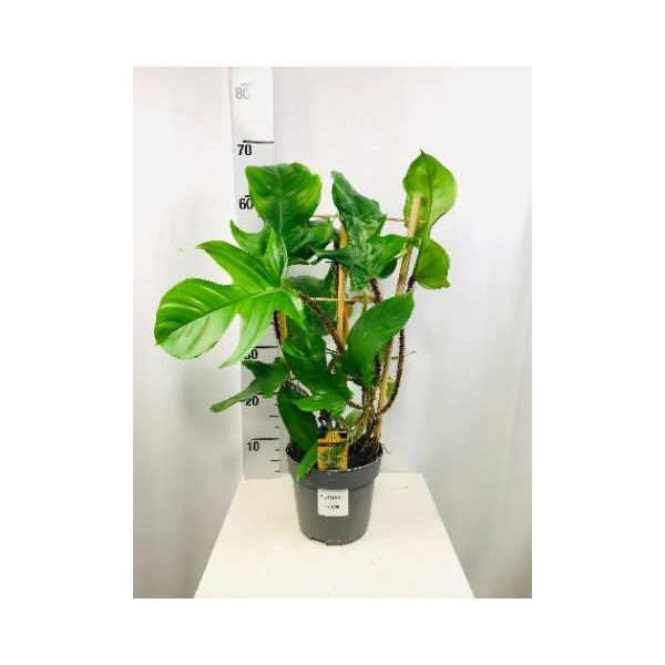 Picture of PHILODENDRON SQUAMIFERUM ON FRAME