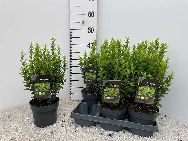 Picture of Euonymus japonicus green spider