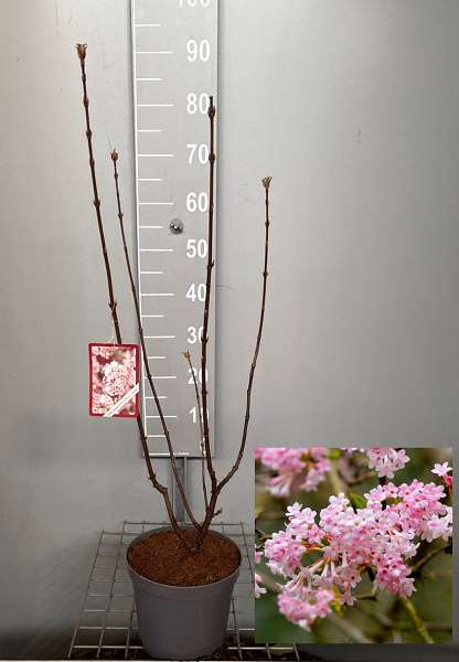 Picture of Viburnum bodnantense dawn