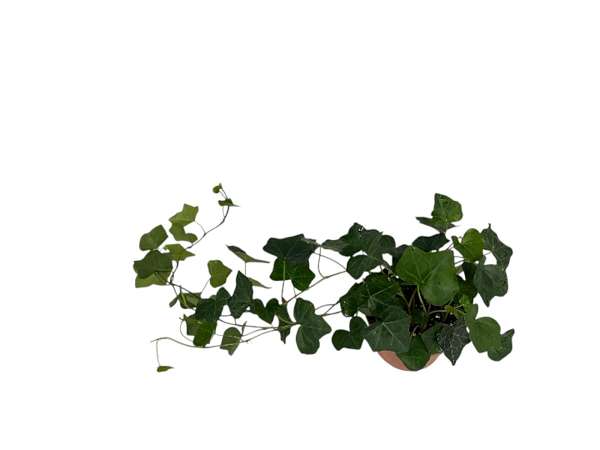 Picture of Hedera hibernica