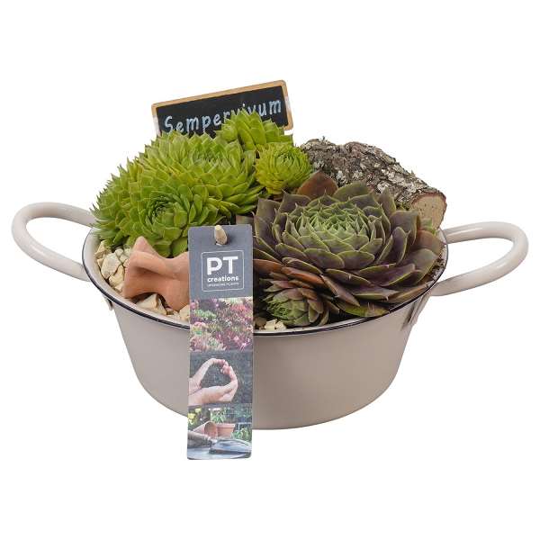 Picture of Sempervivum arrangement in zinc bowl