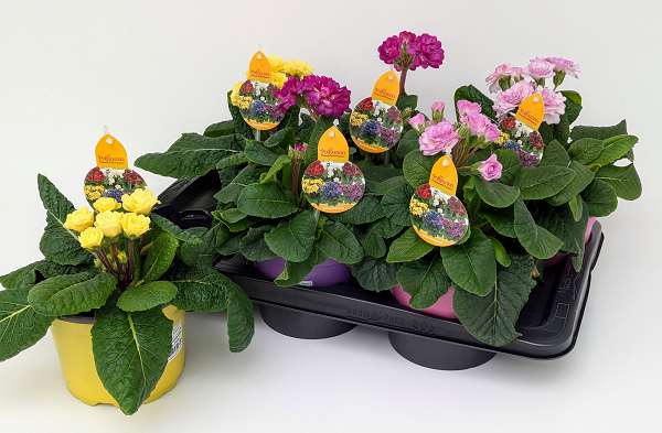 Picture of PRIMULA X POLYANTHA PRETTY POLLY