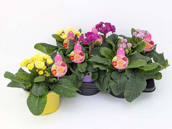 Picture of PRIMULA POLYANTHA PRETTY POLLY