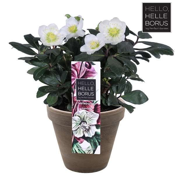 Picture of HELLEBORUS NIGER CHRISTMAS CAROL IN STONE POT