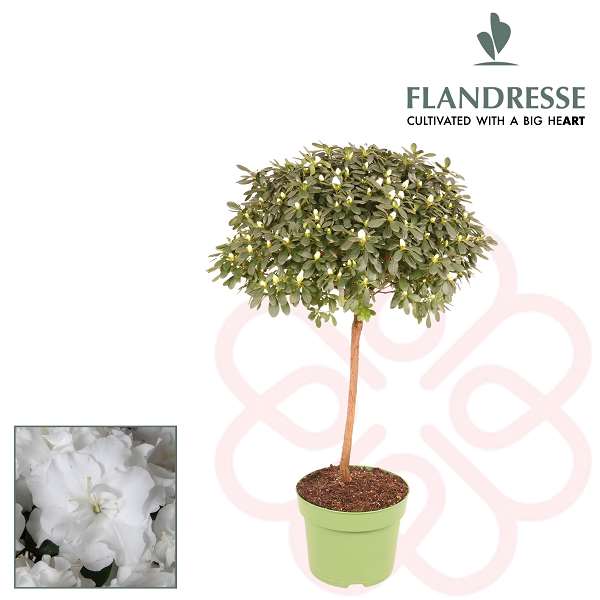 Picture of RHODODENDRON SIMSII (AZALEA) STEM WHITE