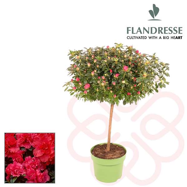 Picture of RHODODENDRON SIMSII (AZALEA) STEM RED