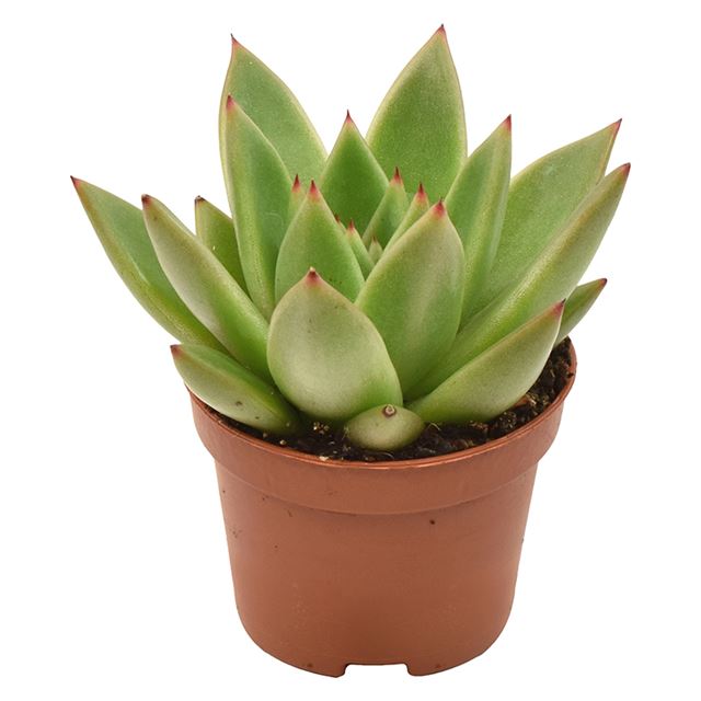 Picture of ECHEVERIA MIRANDA