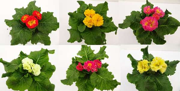 Picture of PRIMULA ELODIE SURPRICE MIX