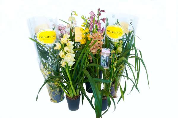 Picture of CYMBIDIUM 01-STEM PICCOBELLO MIX