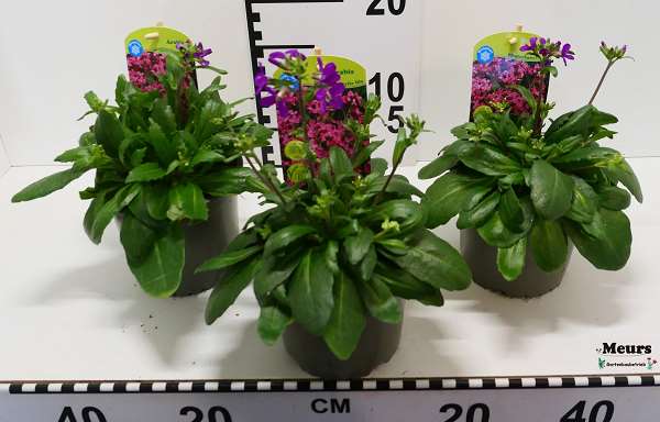 Picture of ARABIS BELPHAROPHYLLA LILA