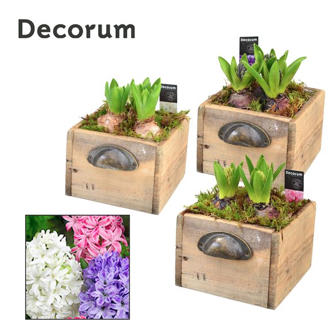 Picture of HYACINTHUS 03BULBS WOODEN DRAWER