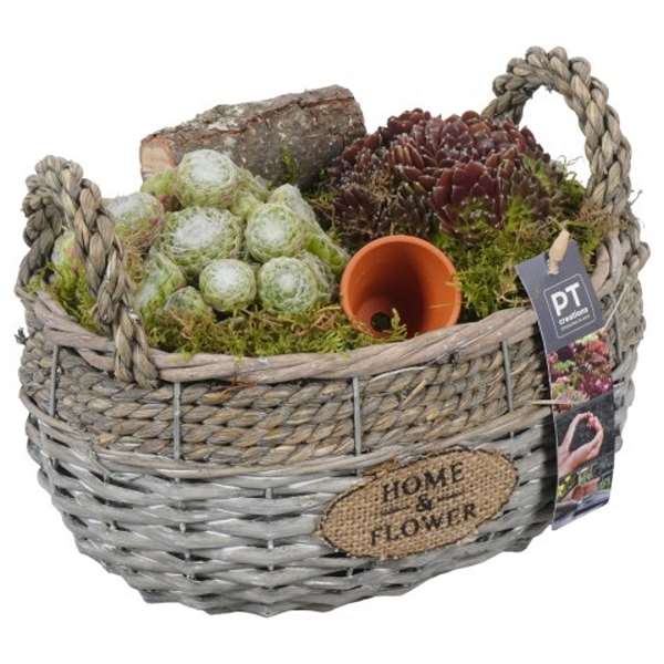 Picture of SEMPERVIVUM ARRANGEMENT IN BASKET