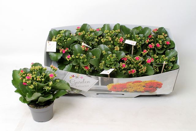 Picture of KALANCHOE GARDEN FAVORITA PINK