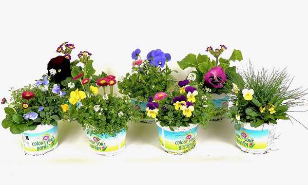 Picture of SPRING TRIO ARRANGEMENT