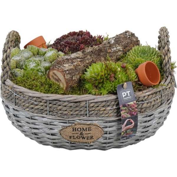 Picture of SEMPERVIVUM ARRANGEMENT IN BASKET