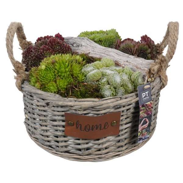 Picture of SEMPERVIVUM ARRANGEMENT IN BASKET