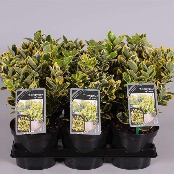 Picture of Euonymus japonicus marieke